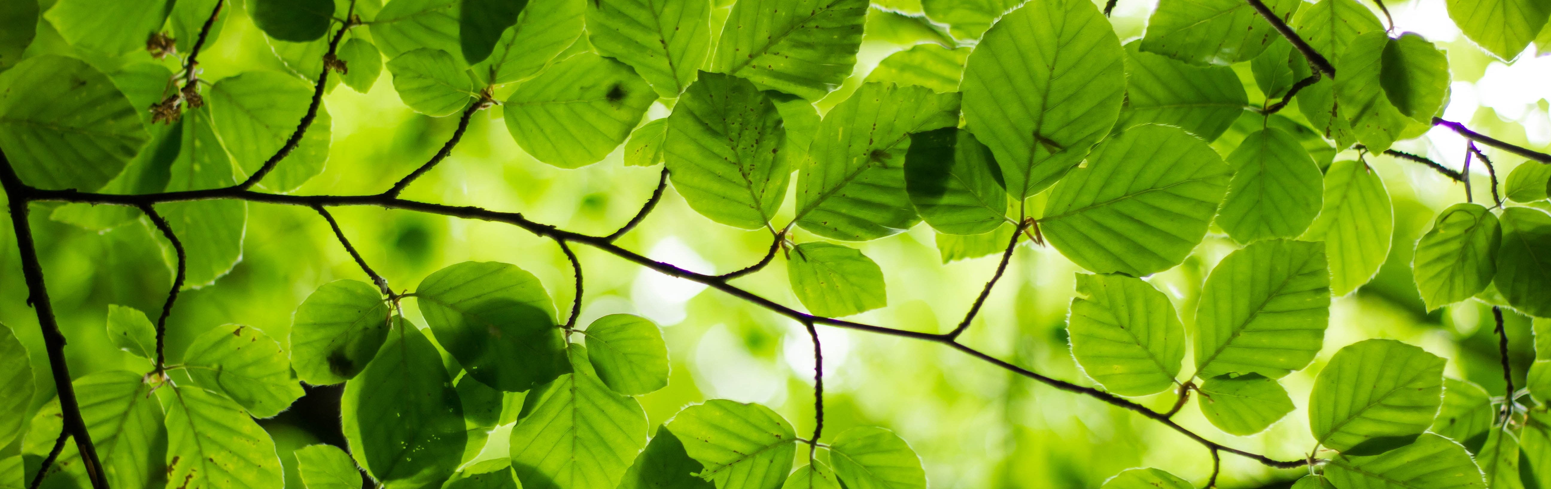 spring leaves